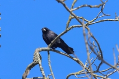 Corvus frugilegus