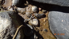 Thamnophis hammondii