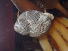 Acanthinucella