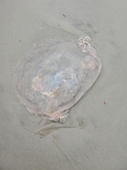 Rhopilema verrilli