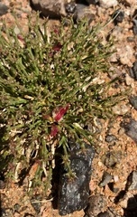 Anabasis eriopoda
