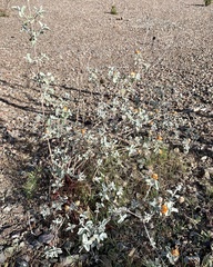 Buddleja marrubiifolia