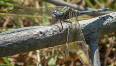 Orthetrum brachiale