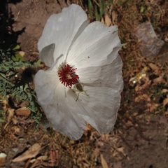 Argemone platyceras