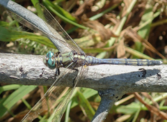 Orthetrum brachiale