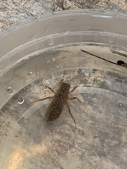 Cordulegaster maculata