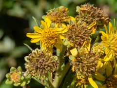 Verbesina sordescens