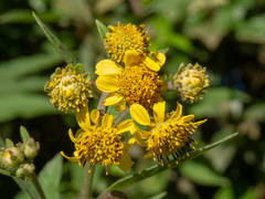 Verbesina sordescens