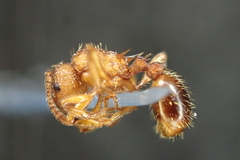 Myrmica sabuleti