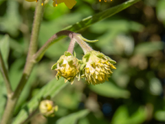 Verbesina sordescens