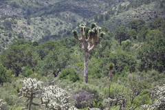 Yucca filifera