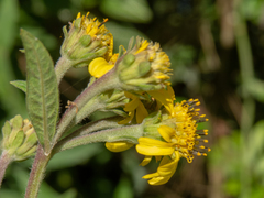 Verbesina sordescens