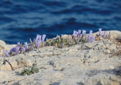 Campanula scopelia