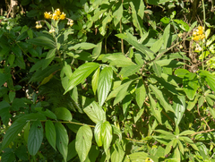 Verbesina sordescens