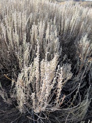 Artemisia bigelovii