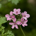 Three-lobed Stork's-Bill - Photo (c) Eleftherios Katsillis, some rights reserved (CC BY), uploaded by Eleftherios Katsillis
