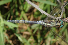 Orthetrum brachiale