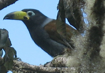 Hooded Mountain Toucan