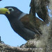 Hooded Mountain-Toucan - Photo (c) David Vander Pluym, some rights reserved (CC BY-NC), uploaded by David Vander Pluym