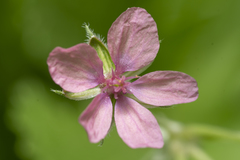 Erodium chium