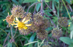 Verbesina sordescens