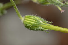 Erodium chium