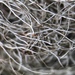 Gray Horsehair Lichen - Photo (c) Samuel Brinker, some rights reserved (CC BY-NC), uploaded by Samuel Brinker