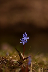 Scilla bifolia