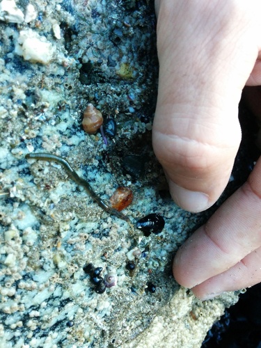 Nereididae