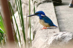 Alcedo semitorquata