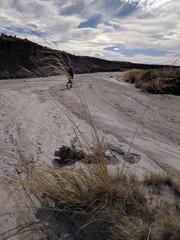 Sporobolus arenicola