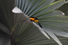 Icterus auricapillus