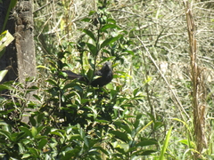 Crotophaga ani