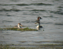 Rollandia microptera