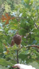 Disholcaspis spongiosa