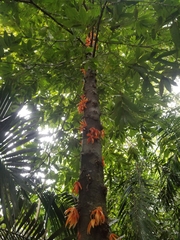 Polyalthia cauliflora