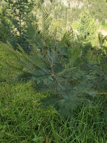 Acacia mearnsii image