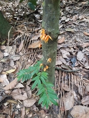 Polyalthia cauliflora