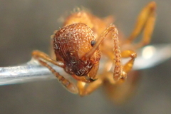 Myrmica sabuleti