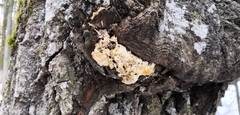 Flavidoporia mellita