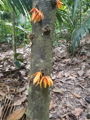Polyalthia cauliflora