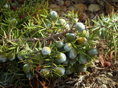 Juniperus macrocarpa