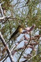 Phylloscopus collybita