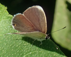 Eicochrysops hippocrates