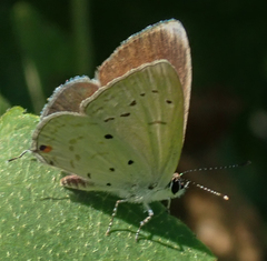 Eicochrysops hippocrates