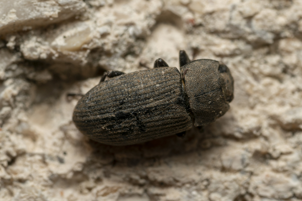Gonocephalum rusticum