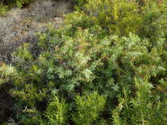 Juniperus macrocarpa