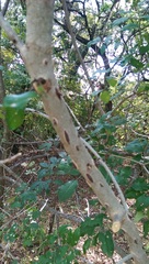 Zanthoxylum hirsutum