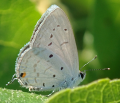 Eicochrysops hippocrates