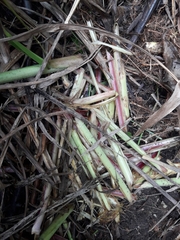 Thryonomys swinderianus